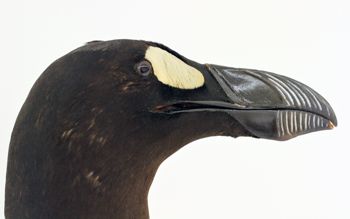 Media type: image;   Ornithology 171764 Description: Photograph of specimen: Head.;